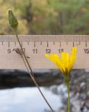 Hieracium virgultorum. Соцветие, незрелое и зрелое соплодия. Краснодарский край, м/о г. Новороссийск, гора Сахарная Голова, тенистый дубово-грабовый лес на северном склоне, у горного ручья. 04.10.2014.