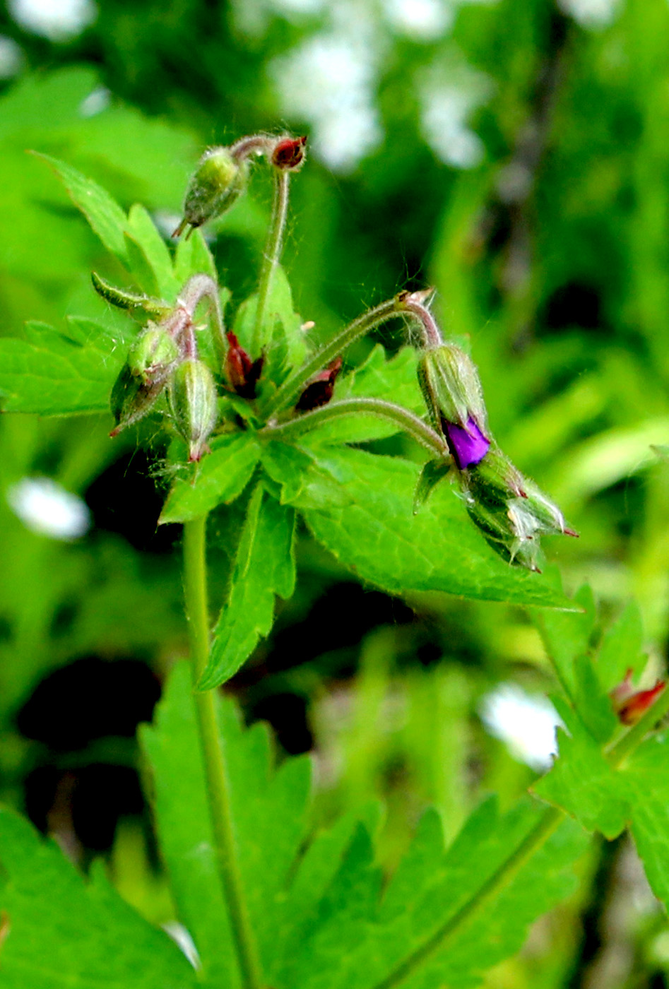 Image of Geranium sylvaticum specimen.