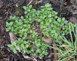 Veronica serpyllifolia