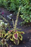Coleus scutellarioides