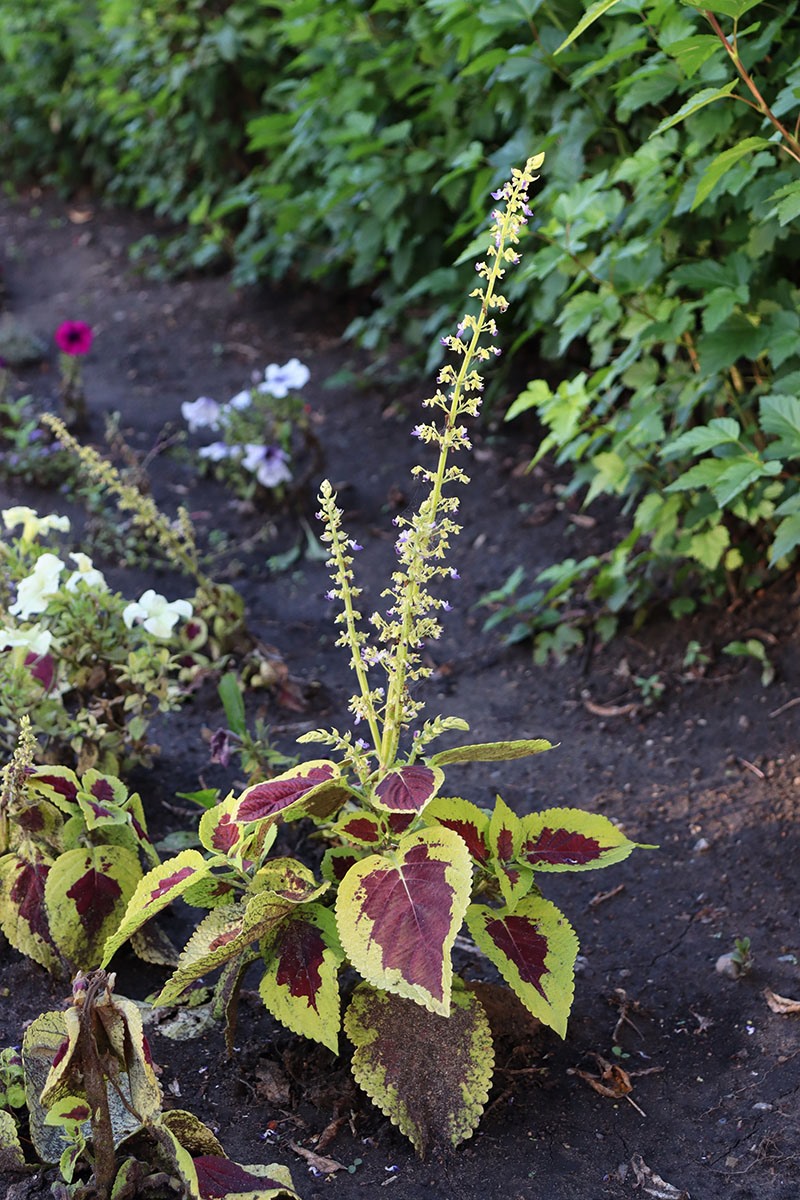 Изображение особи Coleus scutellarioides.