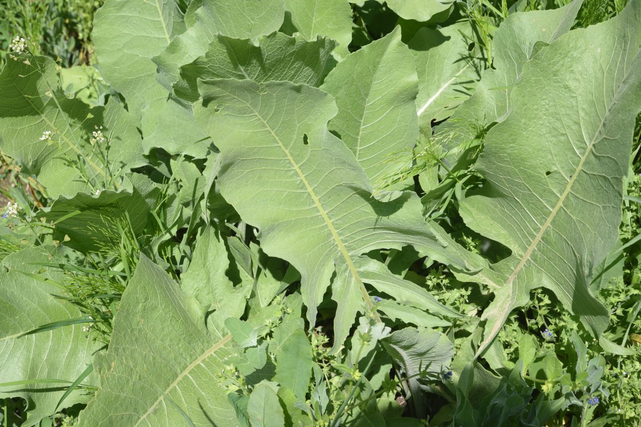 Изображение особи Неопознанный вид.