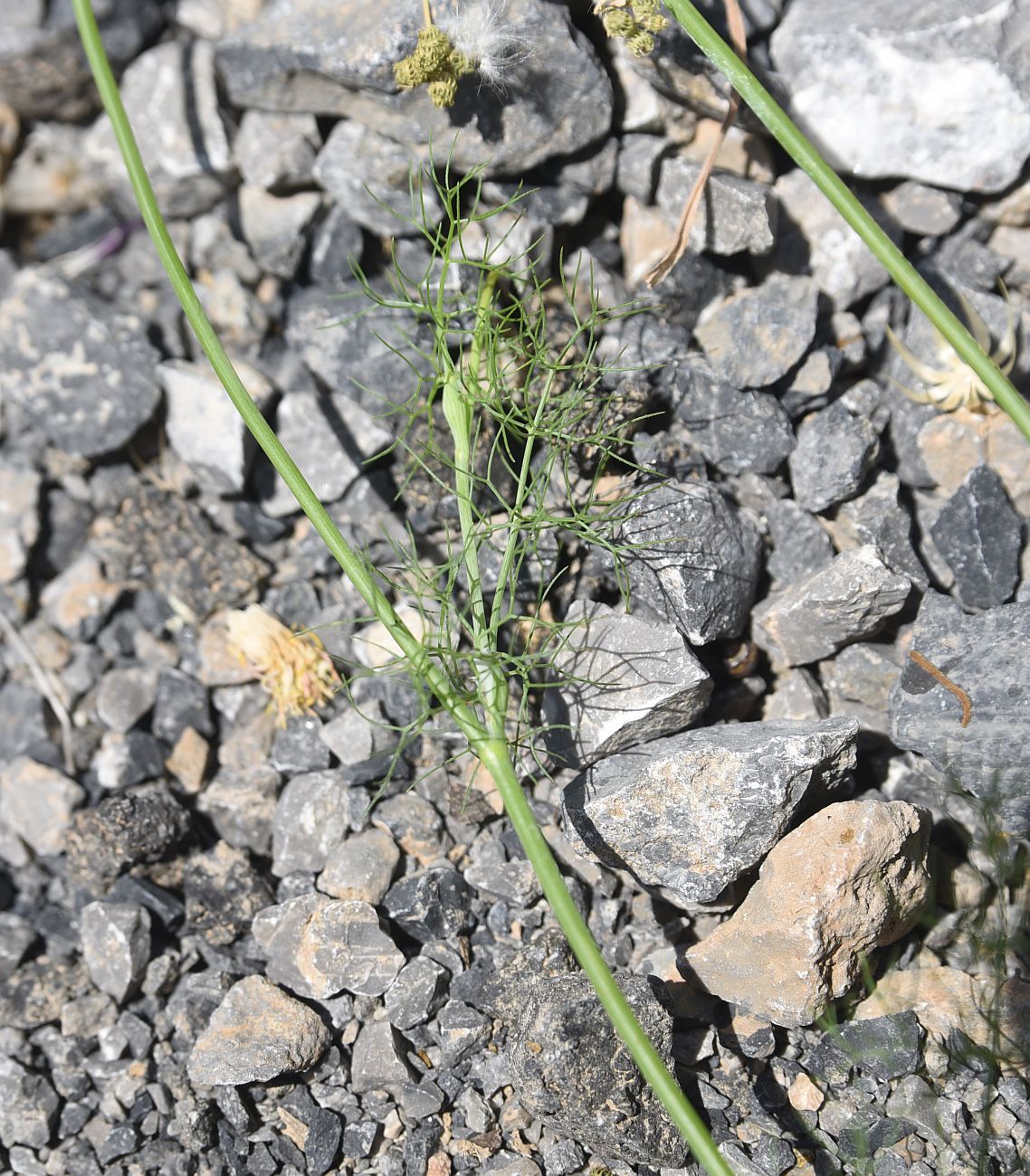 Image of Artedia squamata specimen.