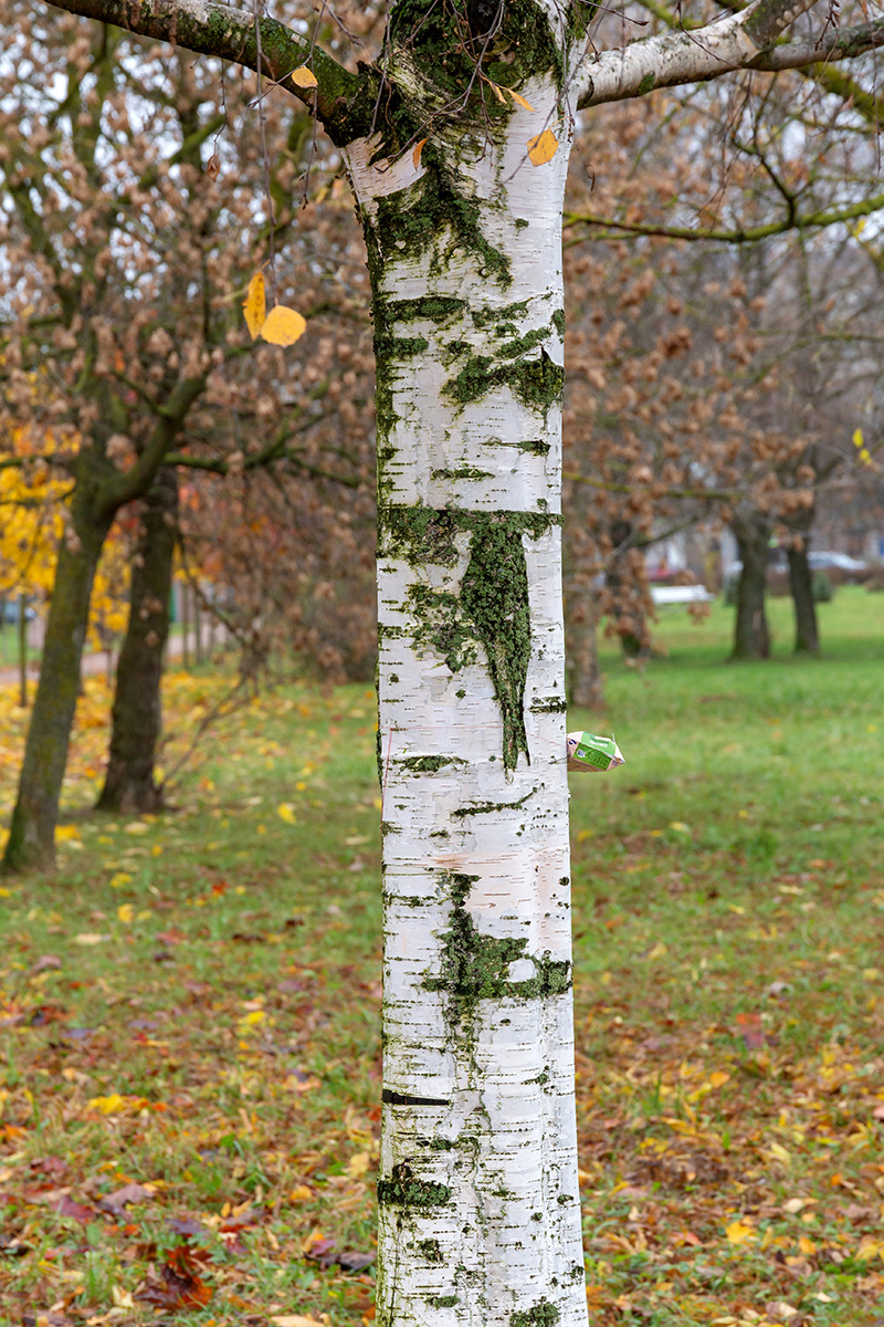 Image of genus Betula specimen.