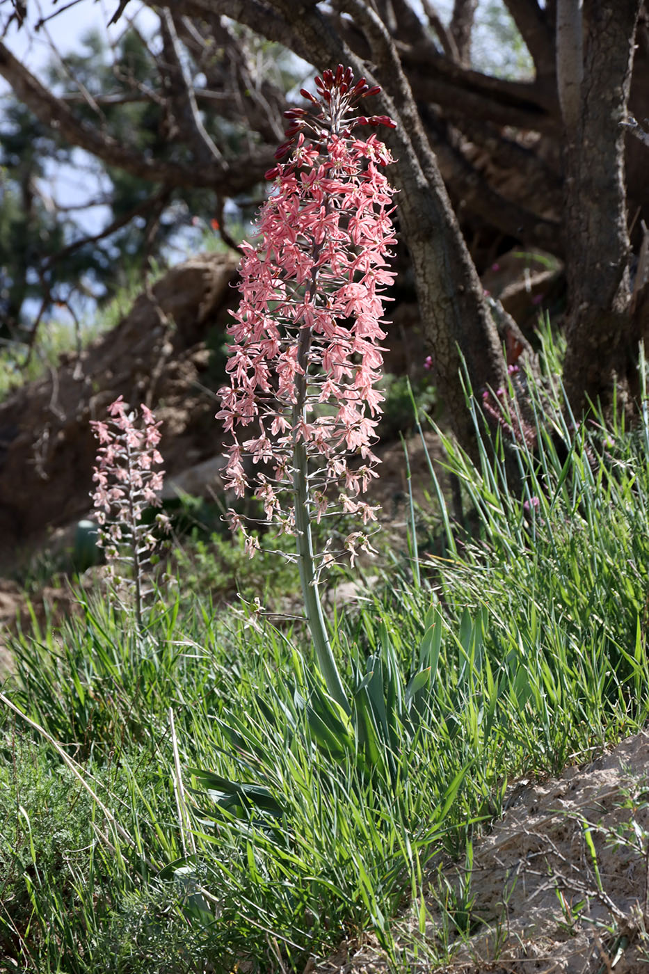 Изображение особи Eremurus alberti.