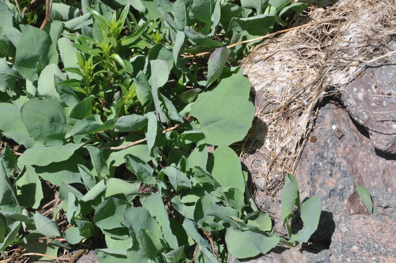 Image of Unknown species specimen.