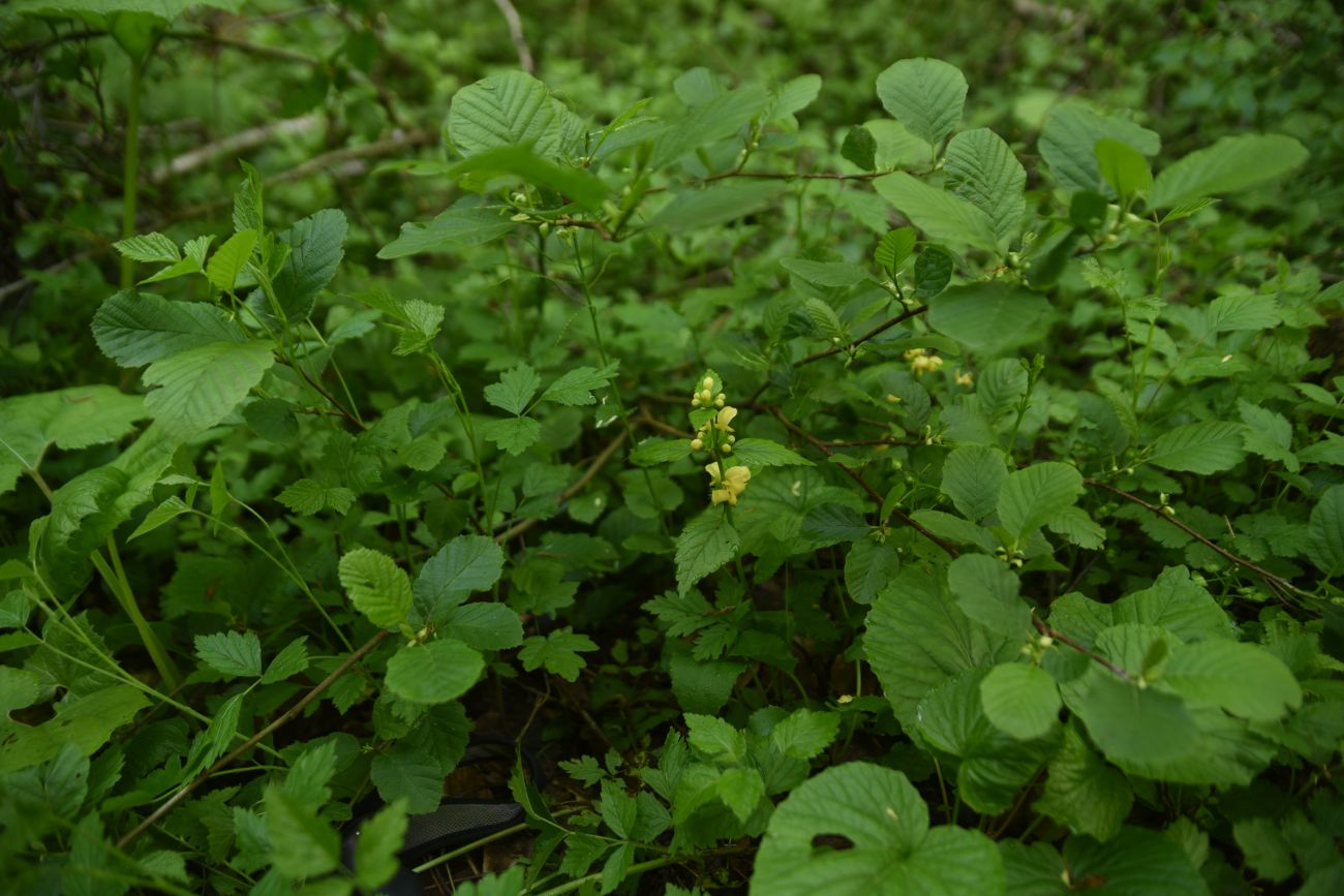 Image of genus Galeobdolon specimen.