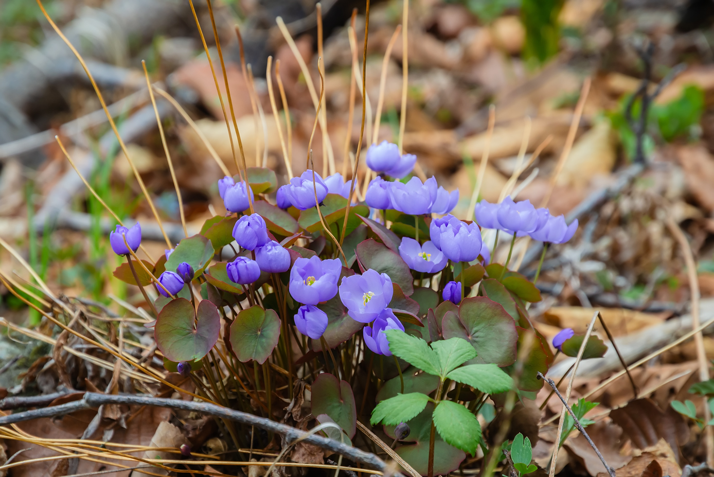 Изображение особи Plagiorhegma dubium.