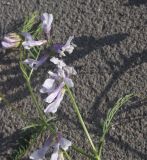 genus Vicia. Соцветие. Турция, ил Карс, окр. Ани, площадка перед входом в крепость. 28 мая 2025 г.