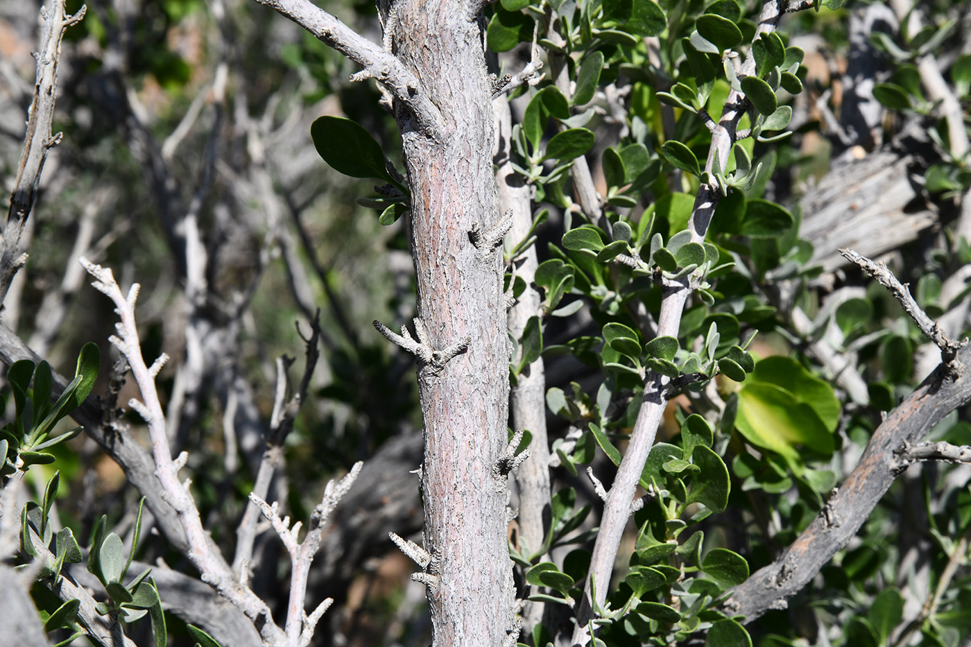 Image of Zygophyllum atriplicoides specimen.