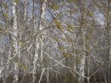 Betula pendula