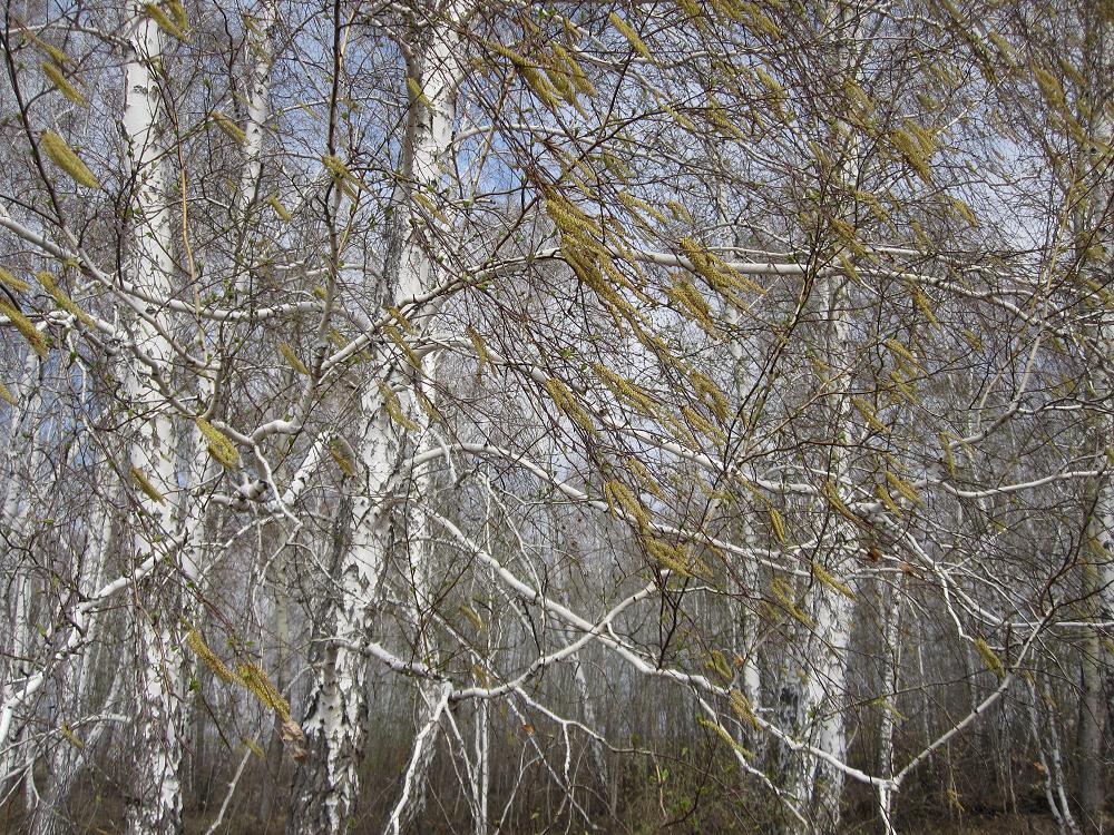 Изображение особи Betula pendula.