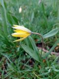 Tulipa biebersteiniana. ЛНР, Северодонецк, сквер Гоголя.