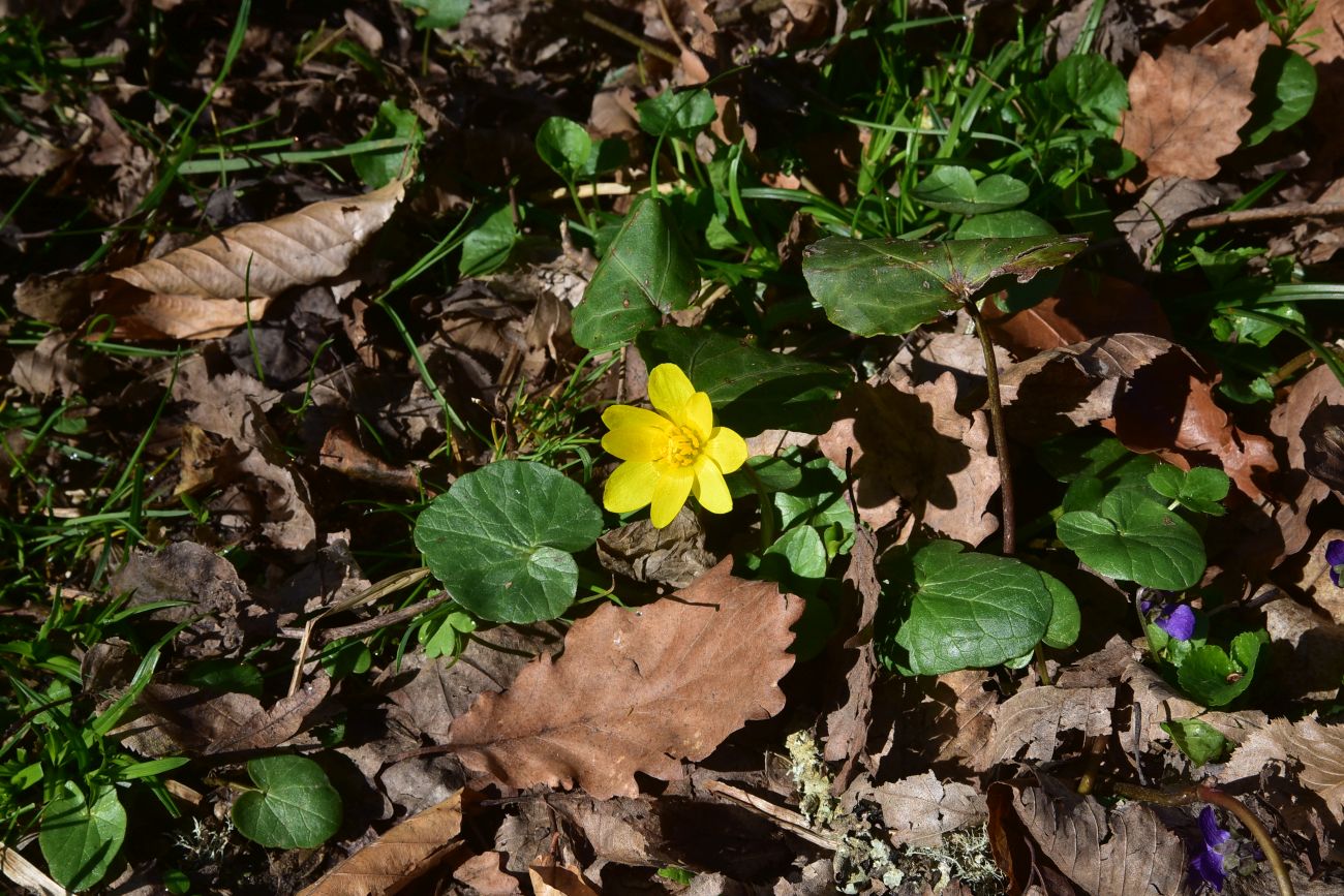 Изображение особи род Ficaria.