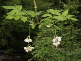 Staphylea pinnata. Веточка цветущего растения. Краснодарский край, м/о город-курорт Геленджик, окр. с. Возрождение, дол. р. Жане, широколиственный лес. 2 мая 2026 г.