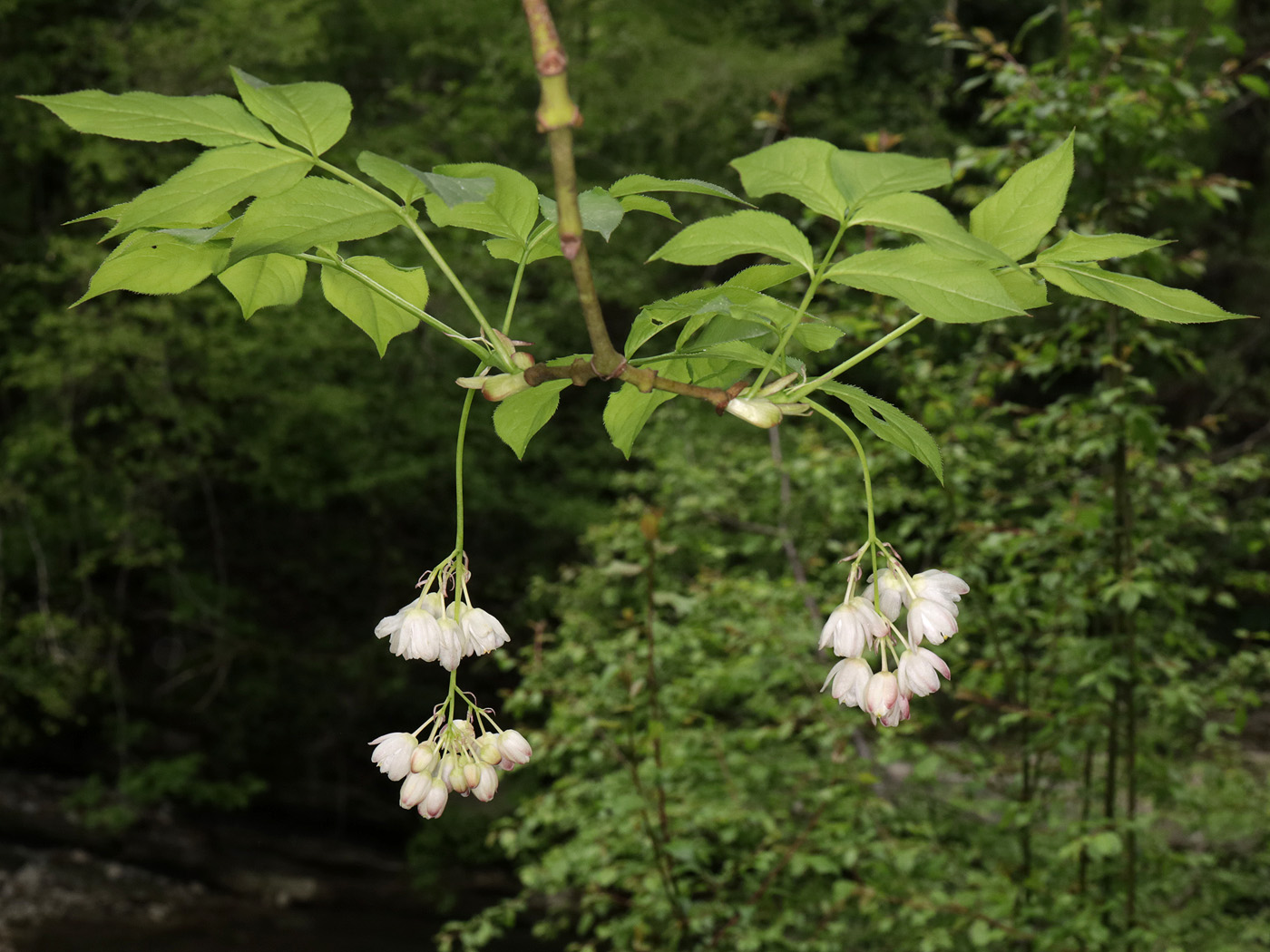 Изображение особи Staphylea pinnata.