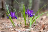 Iris uniflora. Цветущие растения (справа внизу плюска Quercus dentata). Приморский край, п-ов Гамова, мыс Теляковского, дубовое редколесье. 17.05.2026.