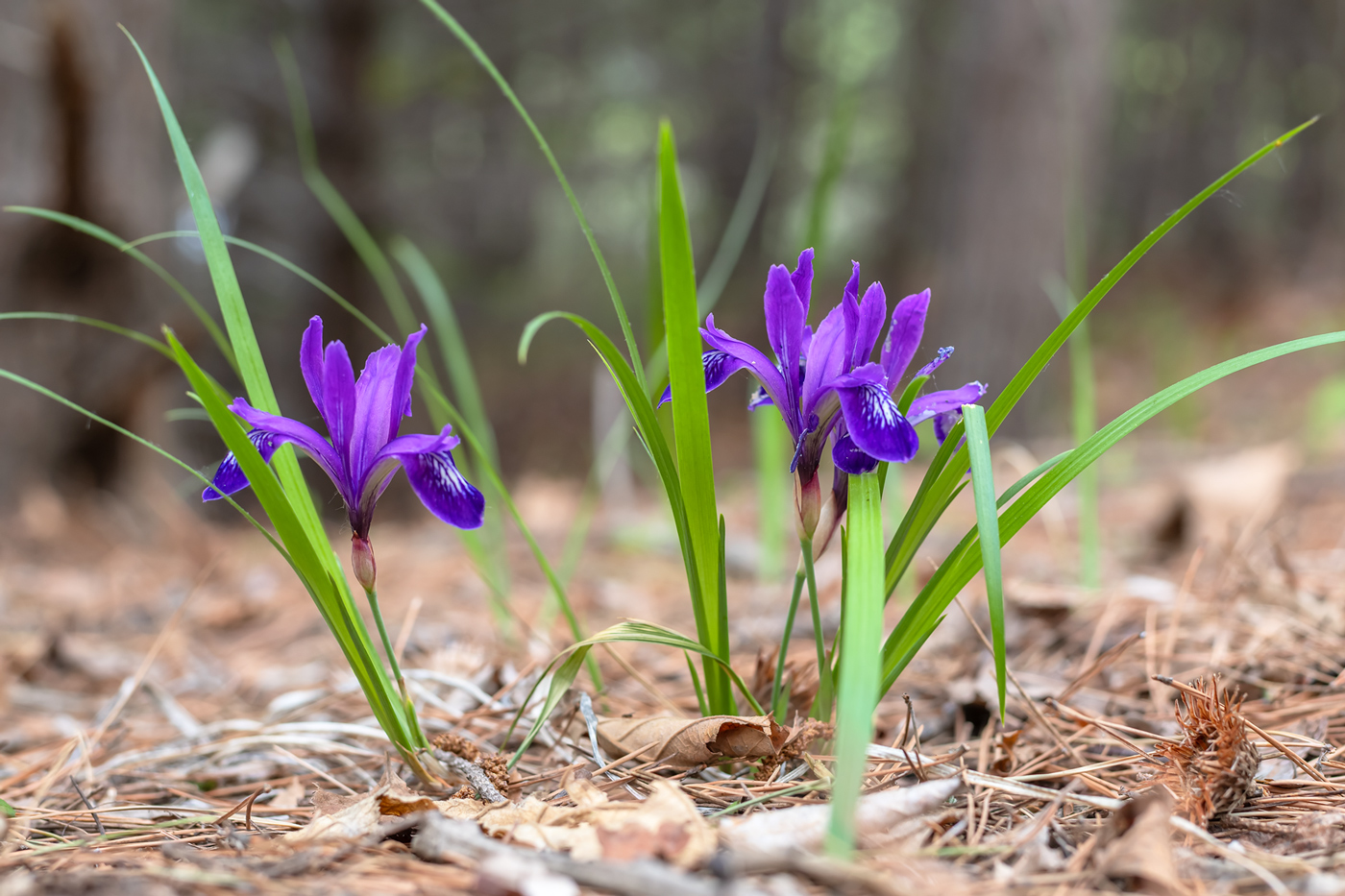 Изображение особи Iris uniflora.