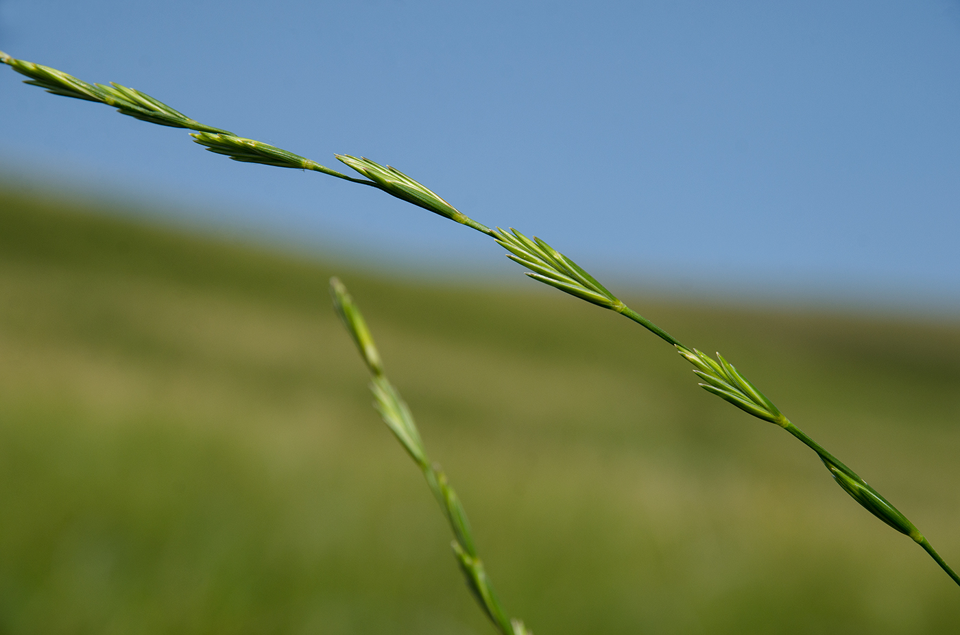 Image of familia Poaceae specimen.