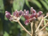 Viburnum rhytidophyllum. Незрелые плоды. Испания, Каталония, пров. Барселона, комарка Осона, муниципалитет Виланова-де-Сау, водохранилище Сау, озеленение парковочной площадки. 31.05.2026.