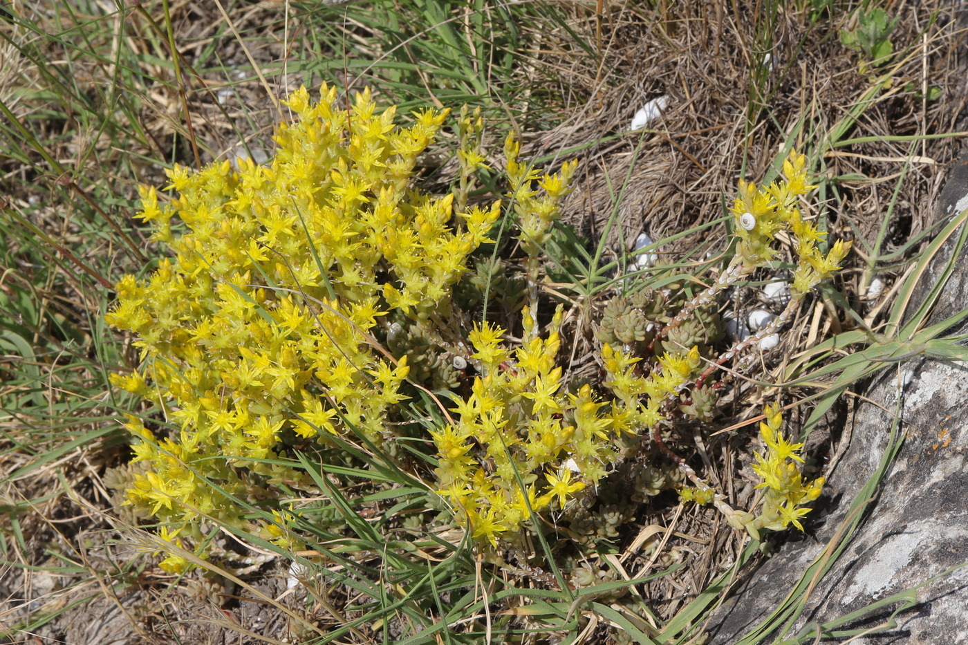 Image of Sedum urvillei specimen.