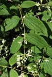 род Philadelphus