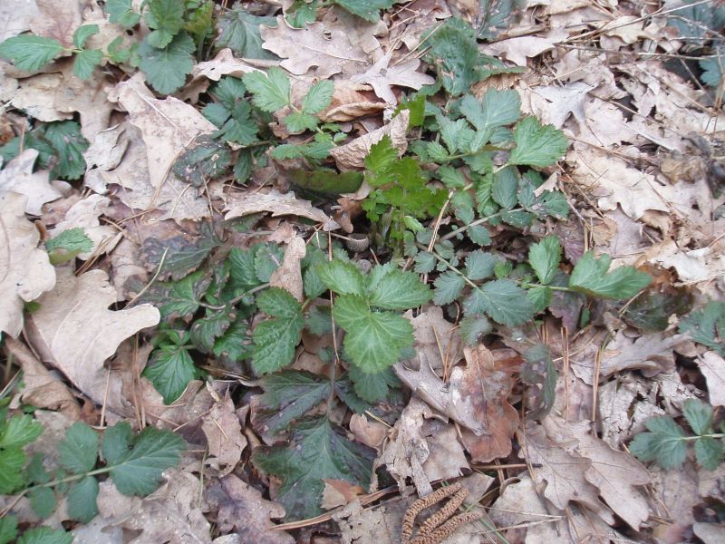 Image of Geum urbanum specimen.