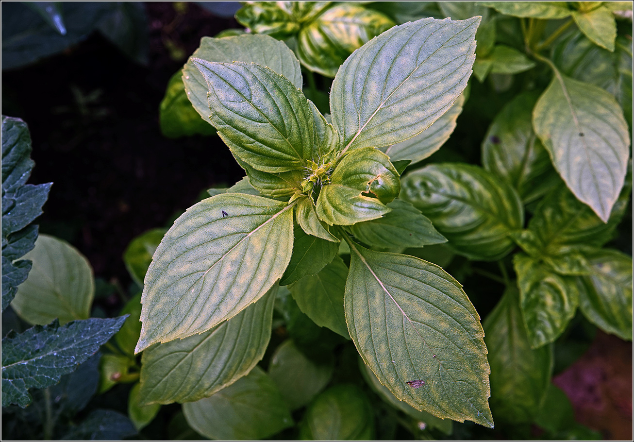 Image of Ocimum basilicum specimen.
