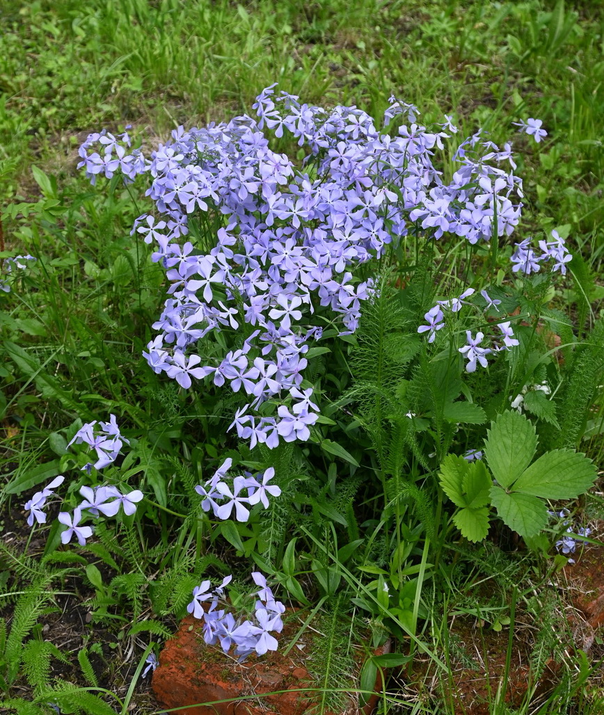 Изображение особи Phlox divaricata.