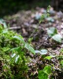 Listera pinetorum. Цветущее растение. Хабаровский край, р-н имени Лазо, верховье р. Ко, выс. ≈ 880 м н.у.м., долинный хвойный лес. 03.08.2026.