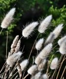 Lagurus ovatus. Верхушки побегов с соплодиями. Португалия, округ Лейрия, пос. Назаре, у дороги. 07.08.2025.