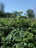 Heracleum dissectum. Цветущее растение. Хабаровский край, г. Комсомольск-на-Амуре, Силинский лесопарк, просека ЛЭП, в сообществе с Rubus matsumuranus. 29.06.2026.