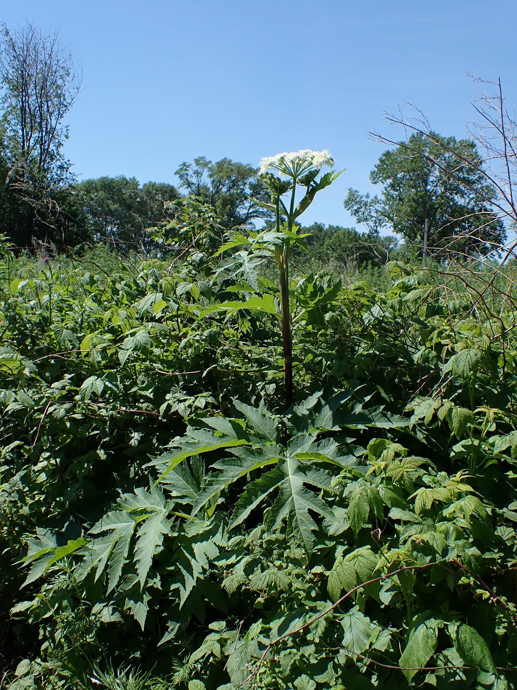 Image of Heracleum dissectum specimen.
