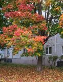 Acer platanoides. Нижняя часть кроны в осенней окраске. Московская обл., Павлово-Посадский ГО, г. Электрогорск, ул. Горького, озеленение. 27.09.2026.