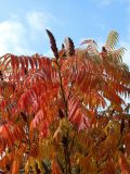 Rhus typhina. Верхушки плодоносящих ветвей с листвой в осенней окраске. Беларусь, г. Витебск, площадь Тысячелетия Витебска, в озеленении. 03.10.2026.