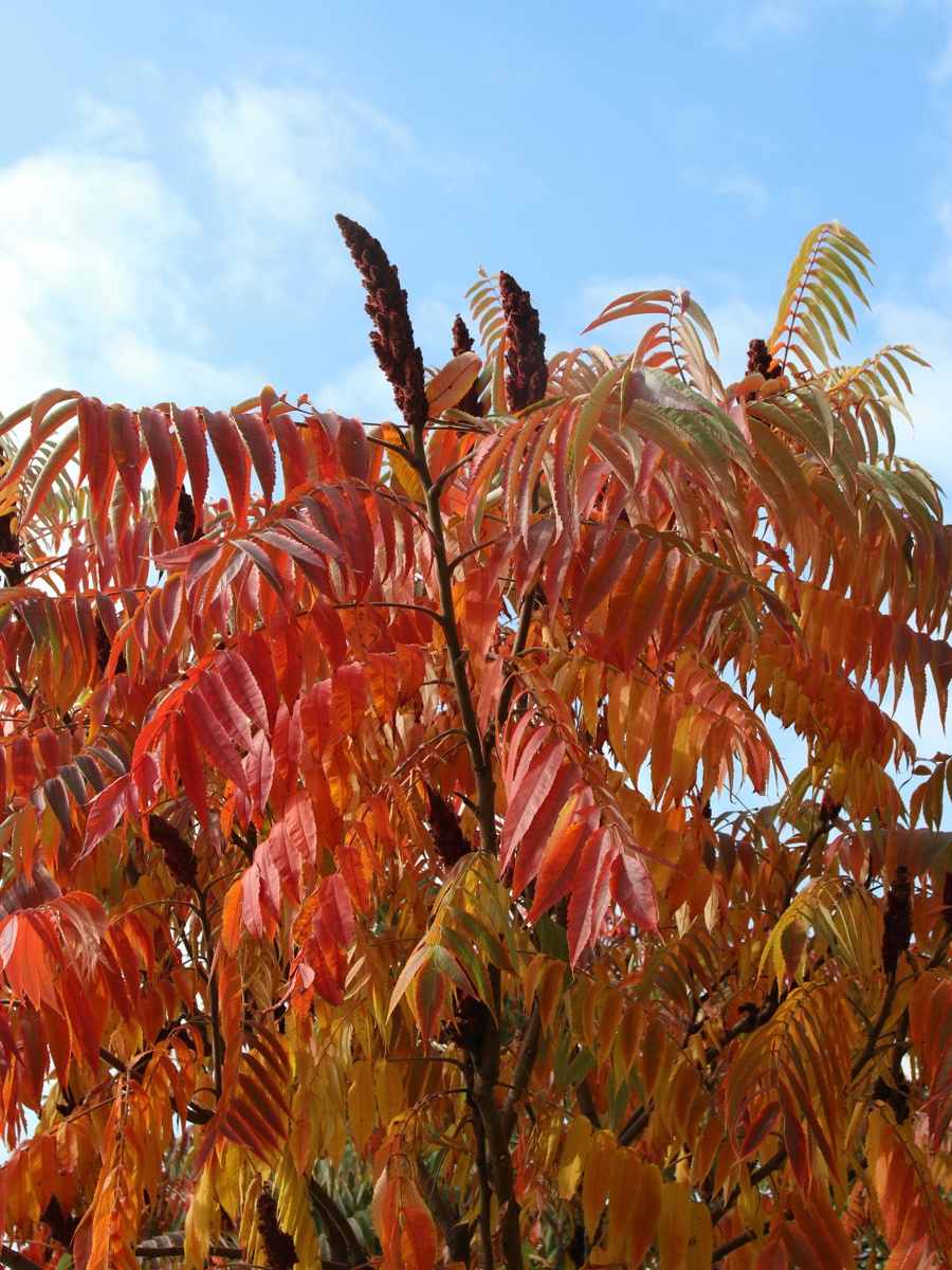 Image of Rhus typhina specimen.