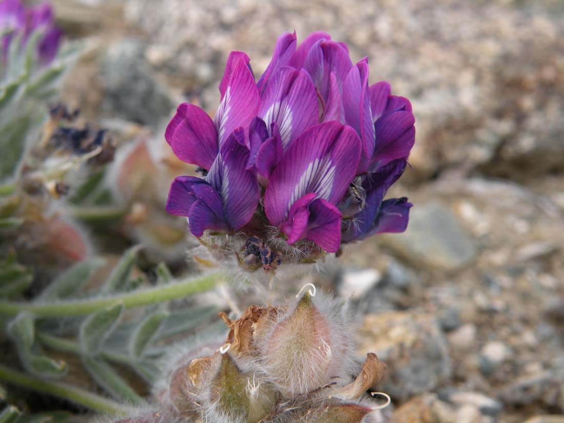 Изображение особи Oxytropis pumila.