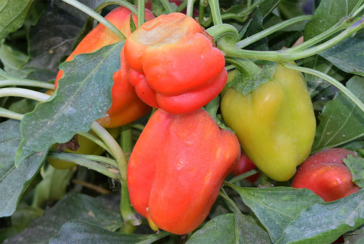 Изображение особи Capsicum annuum.