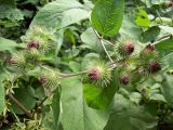 Arctium nemorosum