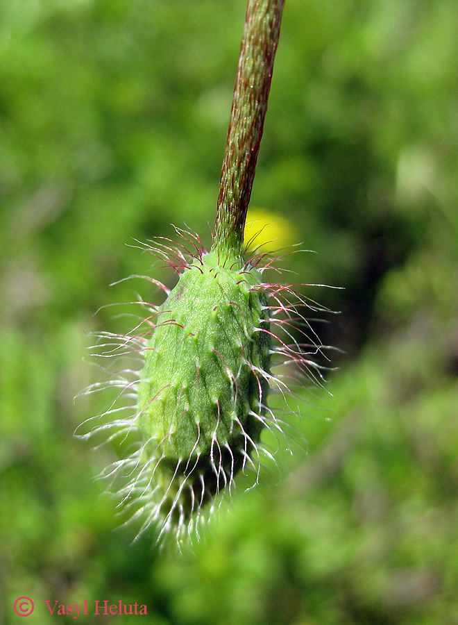 Image of Papaver stevenianum specimen.