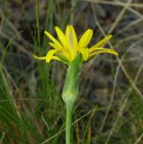 genus Scorzonera. Соцветие. Казахстан, Карагандинская обл., мелкосопочник. 14.05.2011.