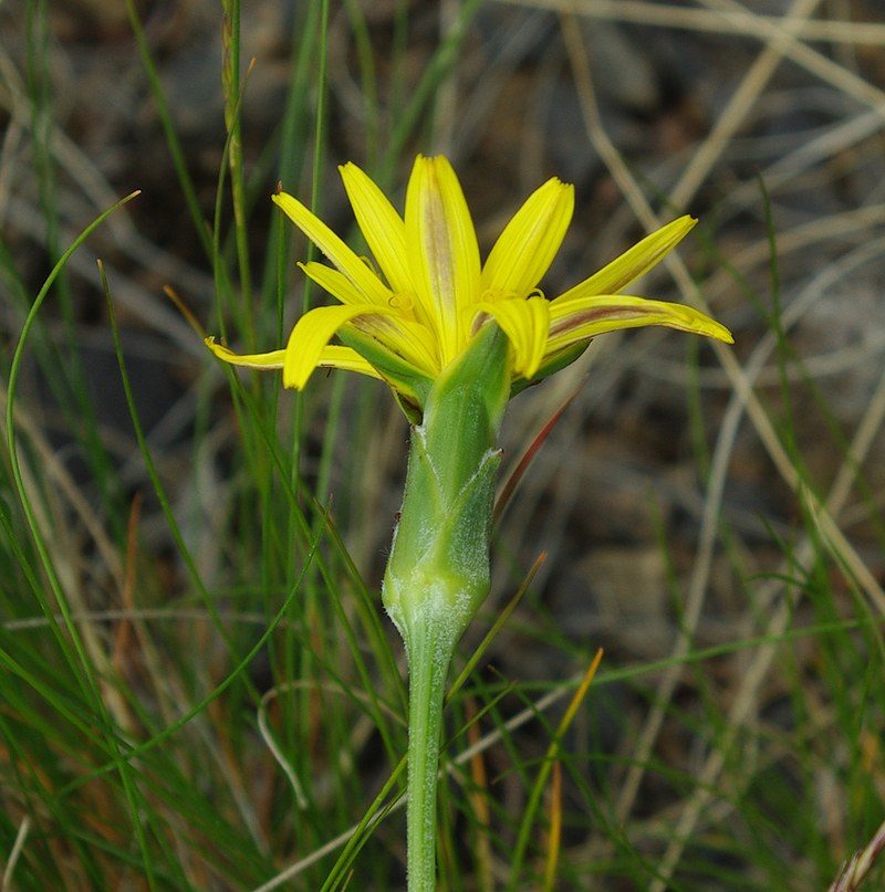 Image of genus Scorzonera specimen.