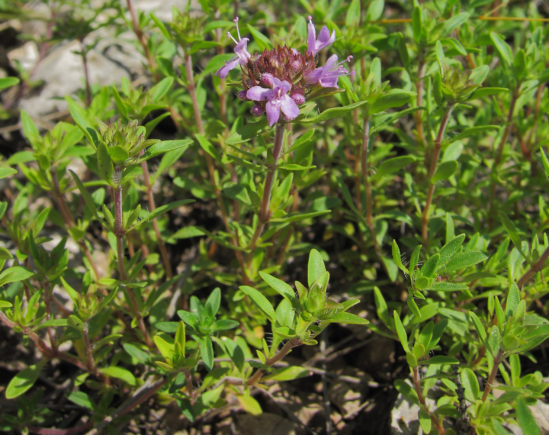 Изображение особи Thymus bashkiriensis.