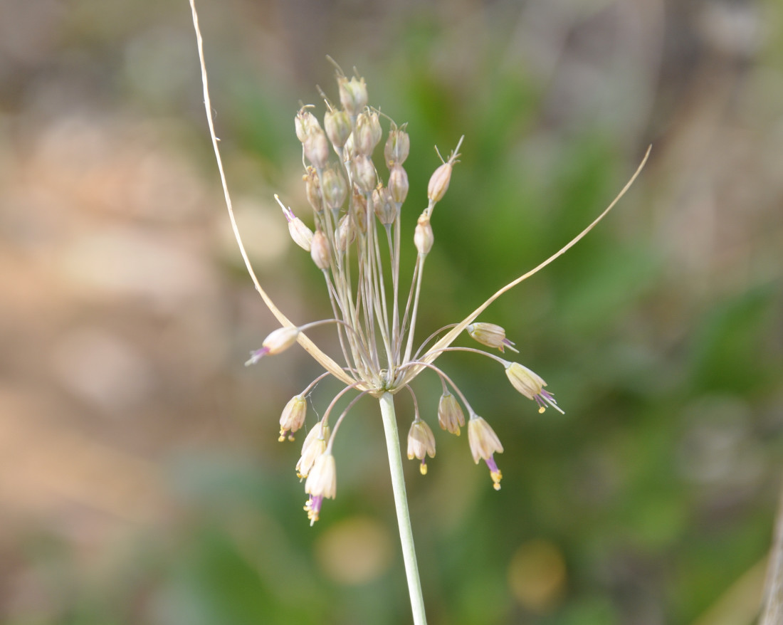 Image of Allium paczoskianum specimen.