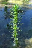 Myriophyllum verticillatum. Побег с цветками. Крым, Севастополь, пос. Любимовка. 31 июля 2011 г.