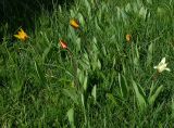 Tulipa tschimganica