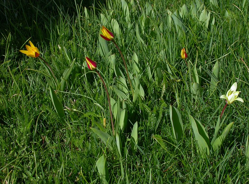 Изображение особи Tulipa tschimganica.