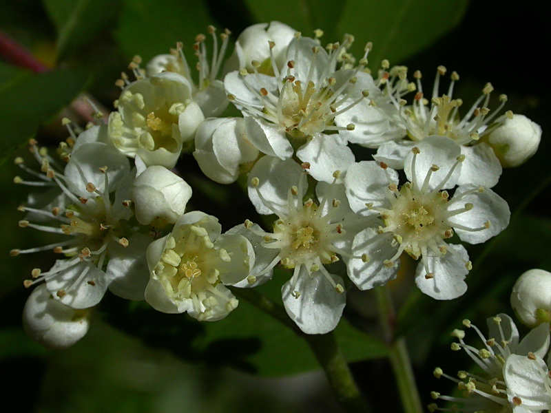 Image of Sorbus aucuparia specimen.