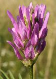 Astragalus onobrychis. Соцветие. Белгородская обл., окр. пос. Борисовка, ур. Острасьев яр. 08.07.2011.