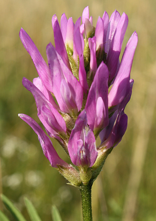 Изображение особи Astragalus onobrychis.